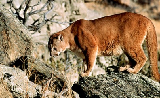 El puma chileno | Animales en peligro de extinción en